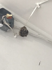 Mischocyttarus mexicanus