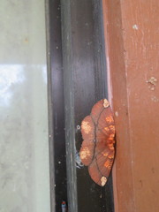 Platycerota balia
