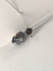 Mischocyttarus mexicanus