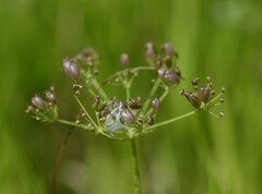 Tiedemannia canbyi