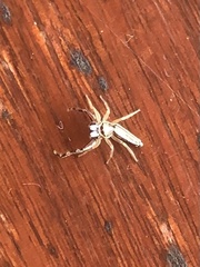 Hentzia grenada