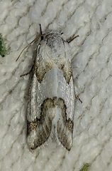 Schinia hulstia