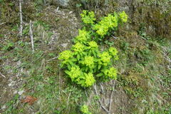 Euphorbia hyberna