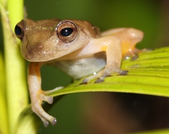 Bromeliad Treefrog photo 3