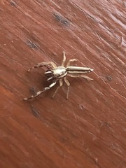 Hentzia grenada