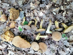 Hortiboletus engelii