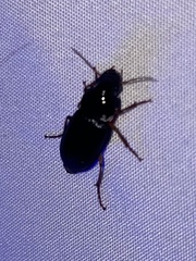 Harpalus pensylvanicus