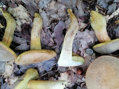 Hortiboletus engelii