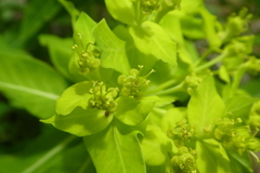 Euphorbia hyberna