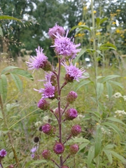 Liatris scariosa