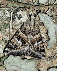 Drasteria mirifica