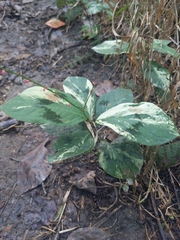 Persicaria filiformis