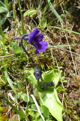 Pinguicula grandiflora