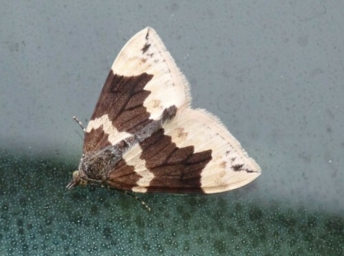 piadivka jahodníková (Dysstroma citrata)