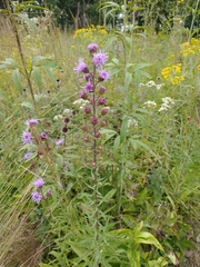 Liatris scariosa
