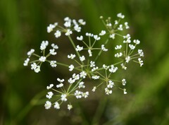 Tiedemannia canbyi
