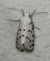 Grotella binda