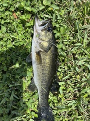 Micropterus floridanus