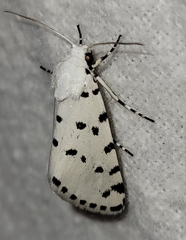 Grotella binda