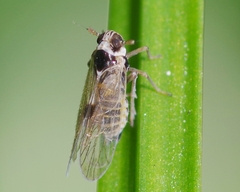 Laodelphax striatella