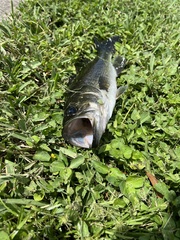 Micropterus floridanus