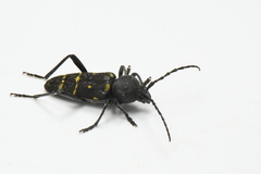 Calloides nobilis