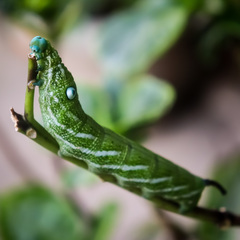 Rhagastis albomarginata