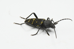 Calloides nobilis