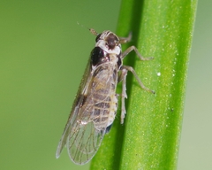 Laodelphax striatella