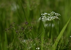 Tiedemannia canbyi
