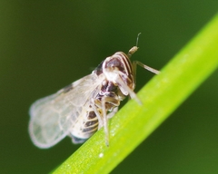 Laodelphax striatella