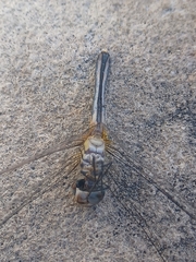 Pachydiplax longipennis