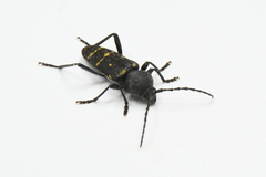 Calloides nobilis