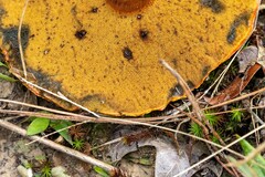 Buchwaldoboletus lignicola