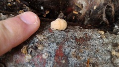 Naematelia encephala