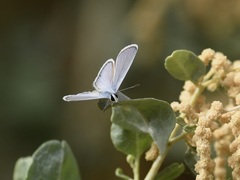 Hemiargus ceraunus