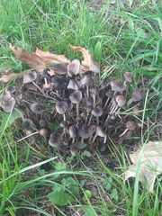 Coprinopsis