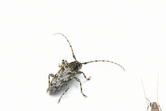 Aegomorphus modestus