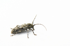 Aegomorphus modestus