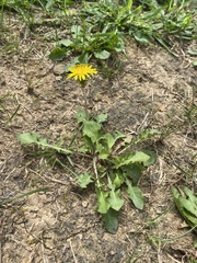 Taraxacum