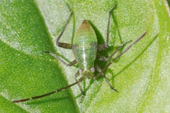 Adelphocoris lineolatus