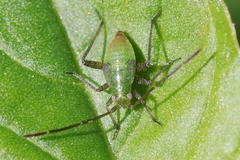 Adelphocoris lineolatus