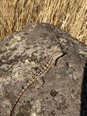 Sceloporus occidentalis occidentalis