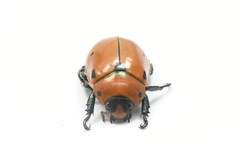 Pelidnota punctata