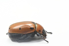 Pelidnota punctata