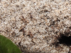 Pheidole obscurithorax