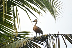 Dendrocygna javanica