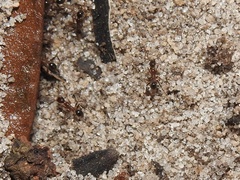 Pheidole obscurithorax