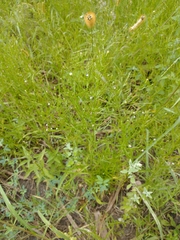 Symphyotrichum subulatum
