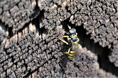 Crabroninae